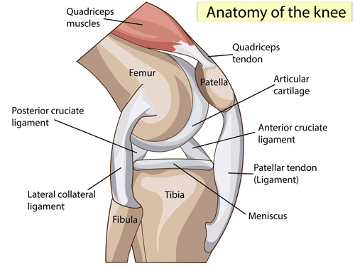 Knee anatomy illustration.