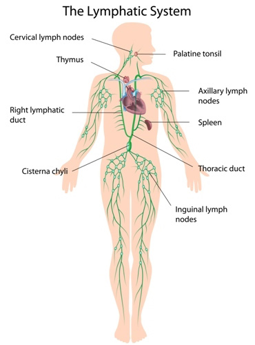 Diagram of the human lymphatic system.