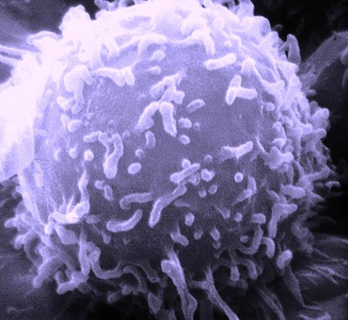 Microscopic image of a human lymphocyte.