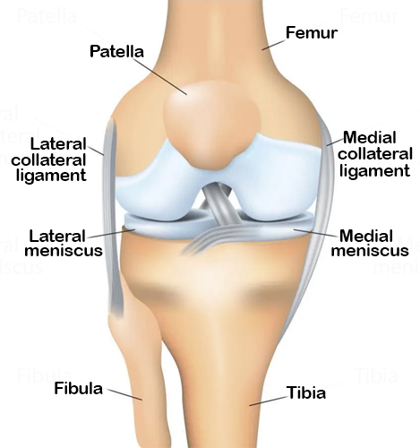 Basic anatomy of the knee.