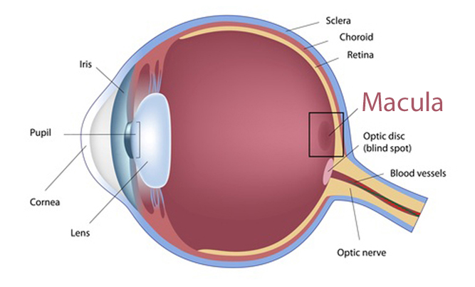 Eyeball diagram with macula highlighted.