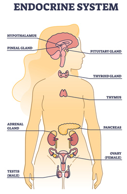 Endocrine system and endocrine disrupting chemicals.